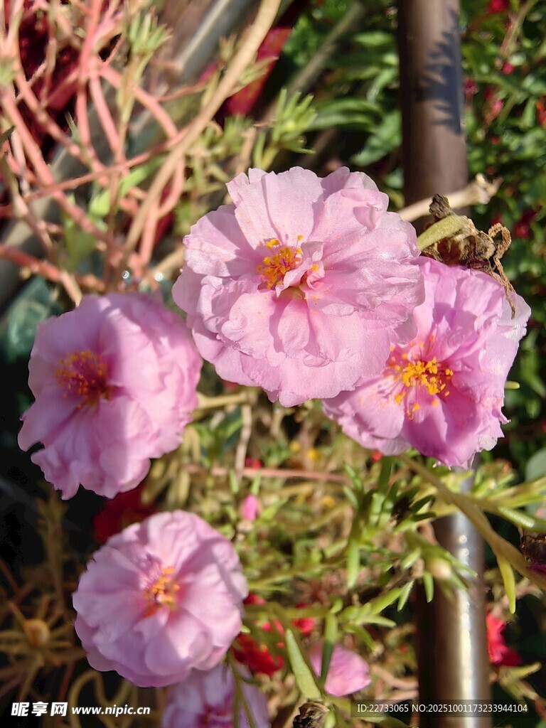 粉色太阳花