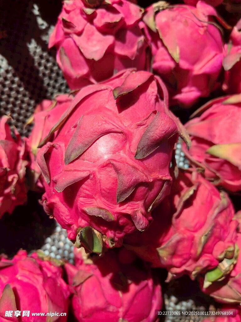 火龙果