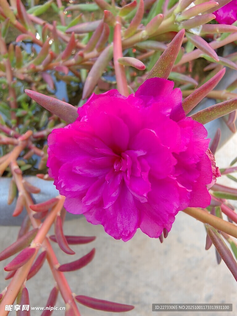 娇艳玫红花朵