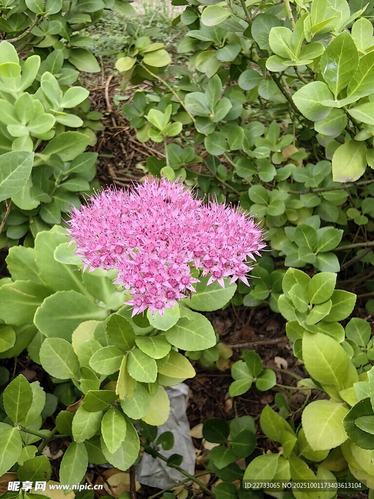 粉色花朵