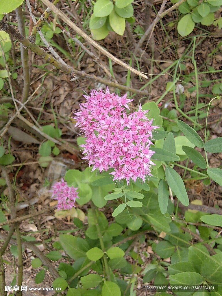 粉色小花