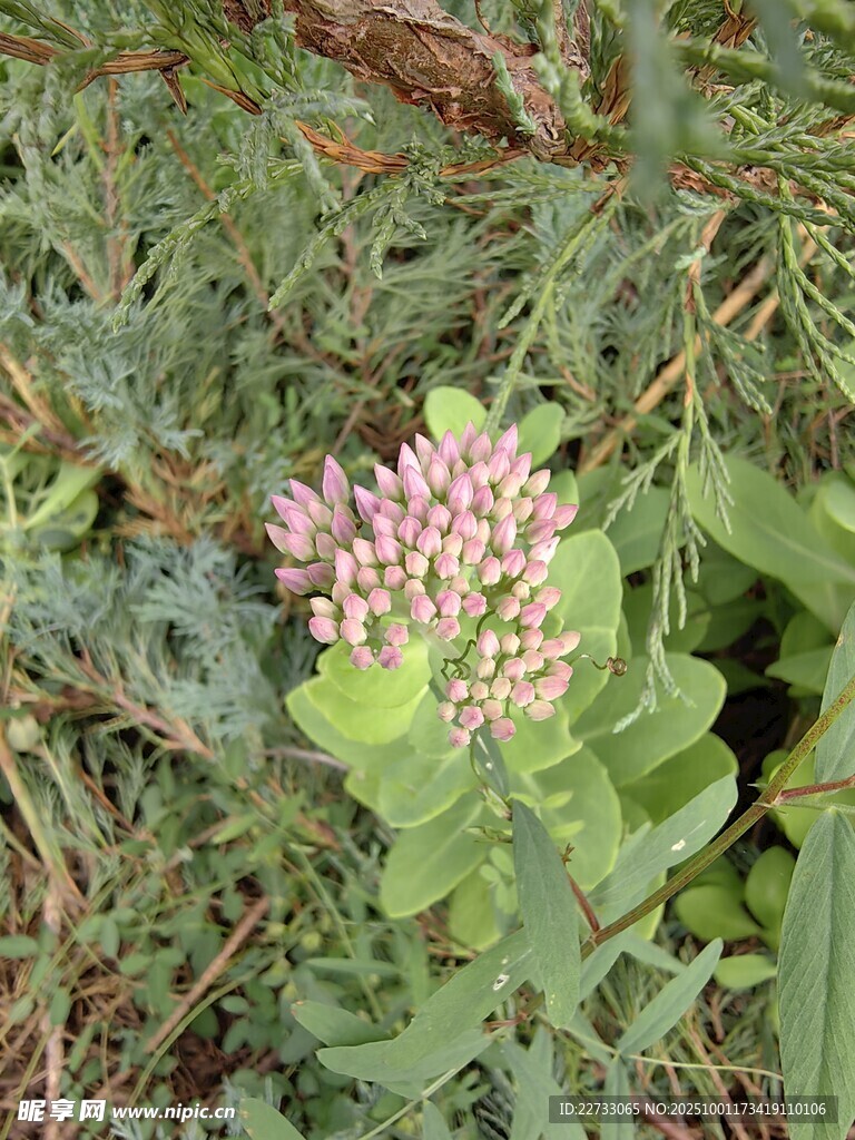 粉色小花