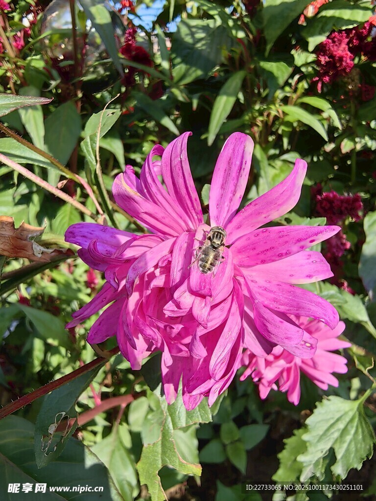 粉色菊花
