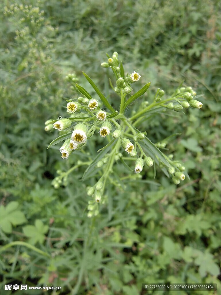 野外绿色植物