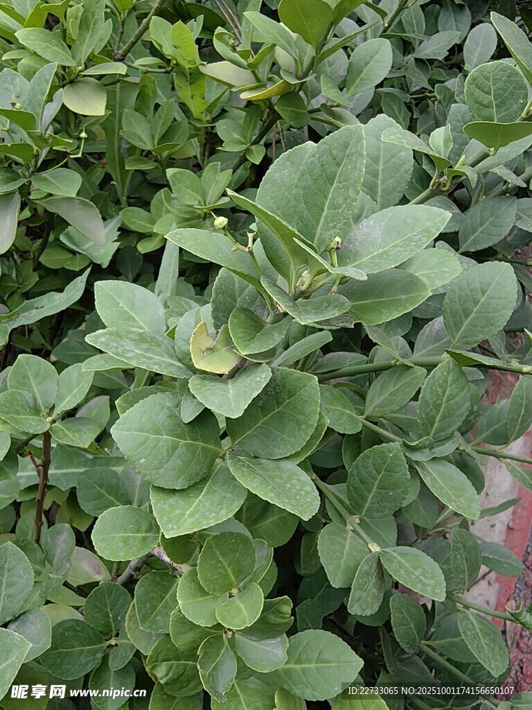 绿叶植物