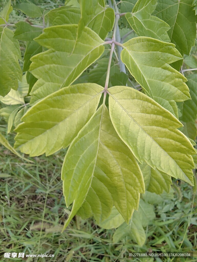 嫩绿叶片