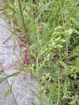 绿色杂草