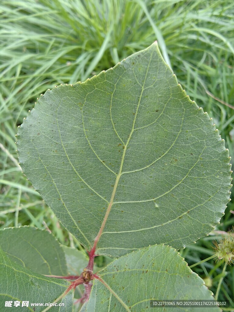 大叶片