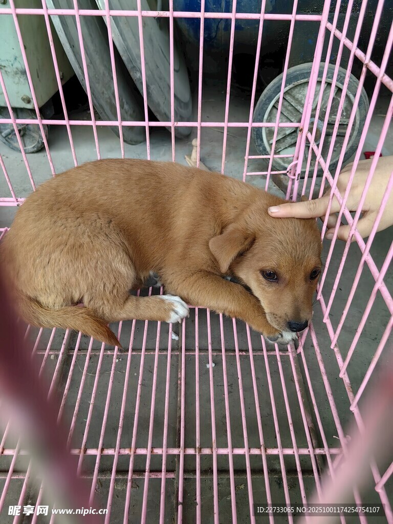 笼中小狗