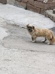 狗