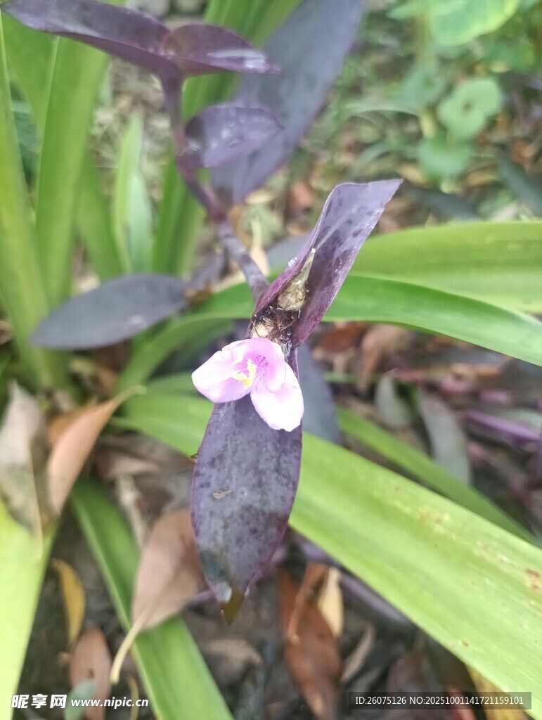 紫色叶片间的粉色小花