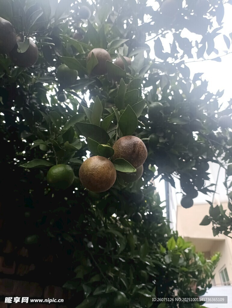 枝头硕果累累的果树