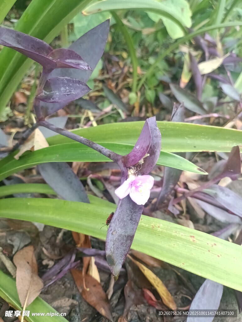 紫色兰花绽放于绿叶间