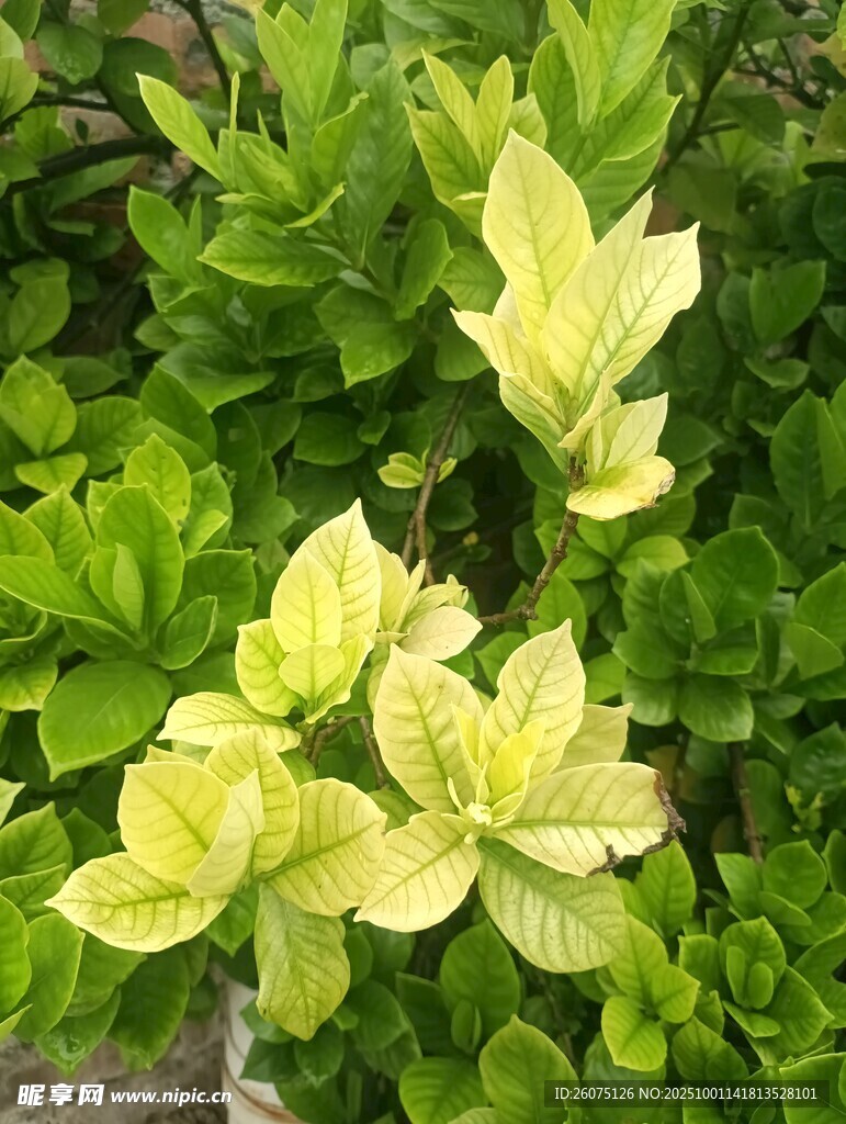黄绿相间的美丽花叶植物