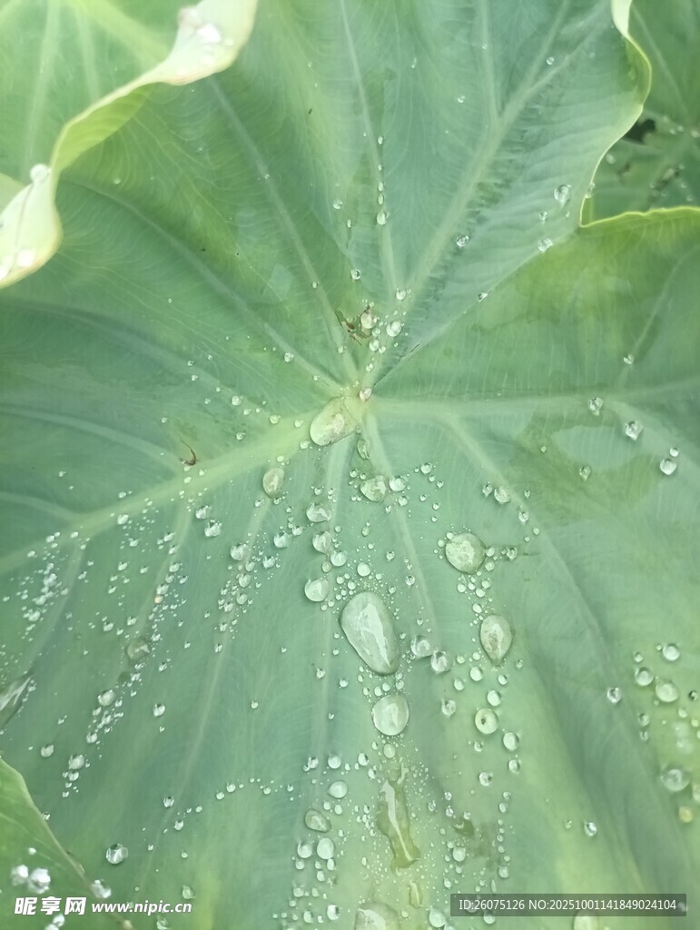 荷叶上的晶莹水珠