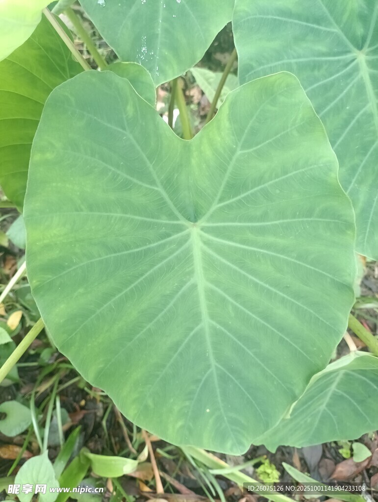 大叶片的绿色植物