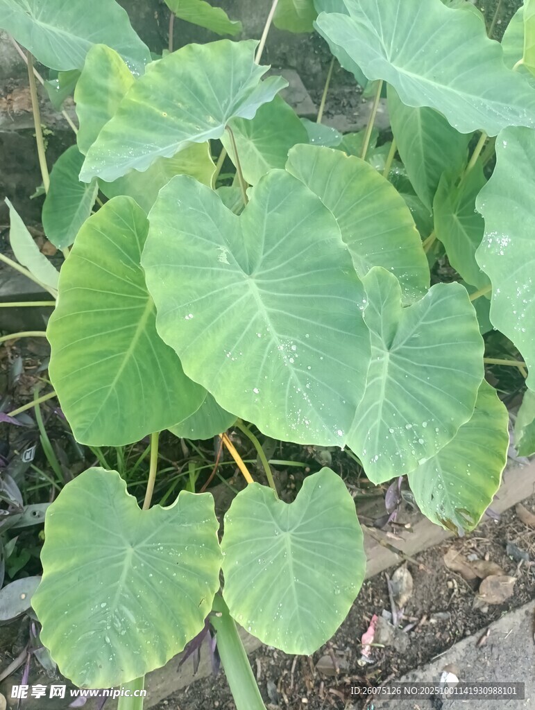 大叶片绿植展示