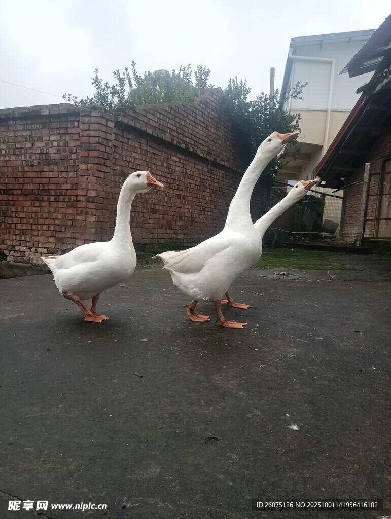 三只白鹅在户外行走