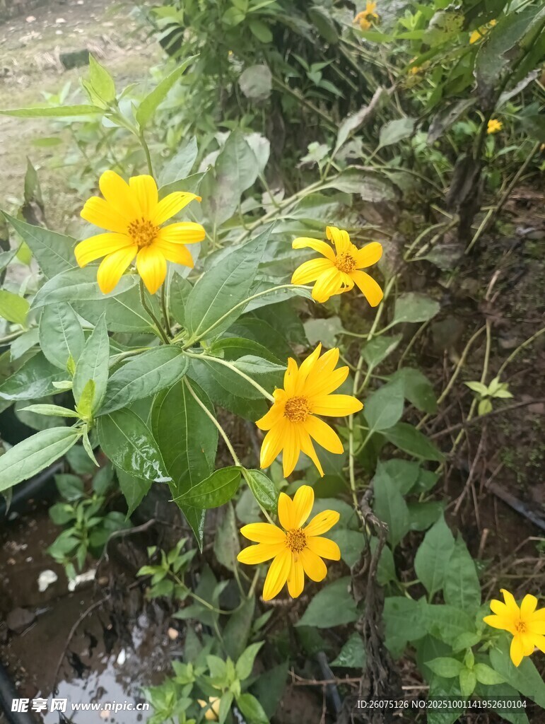 黄色小花绽放于绿叶间