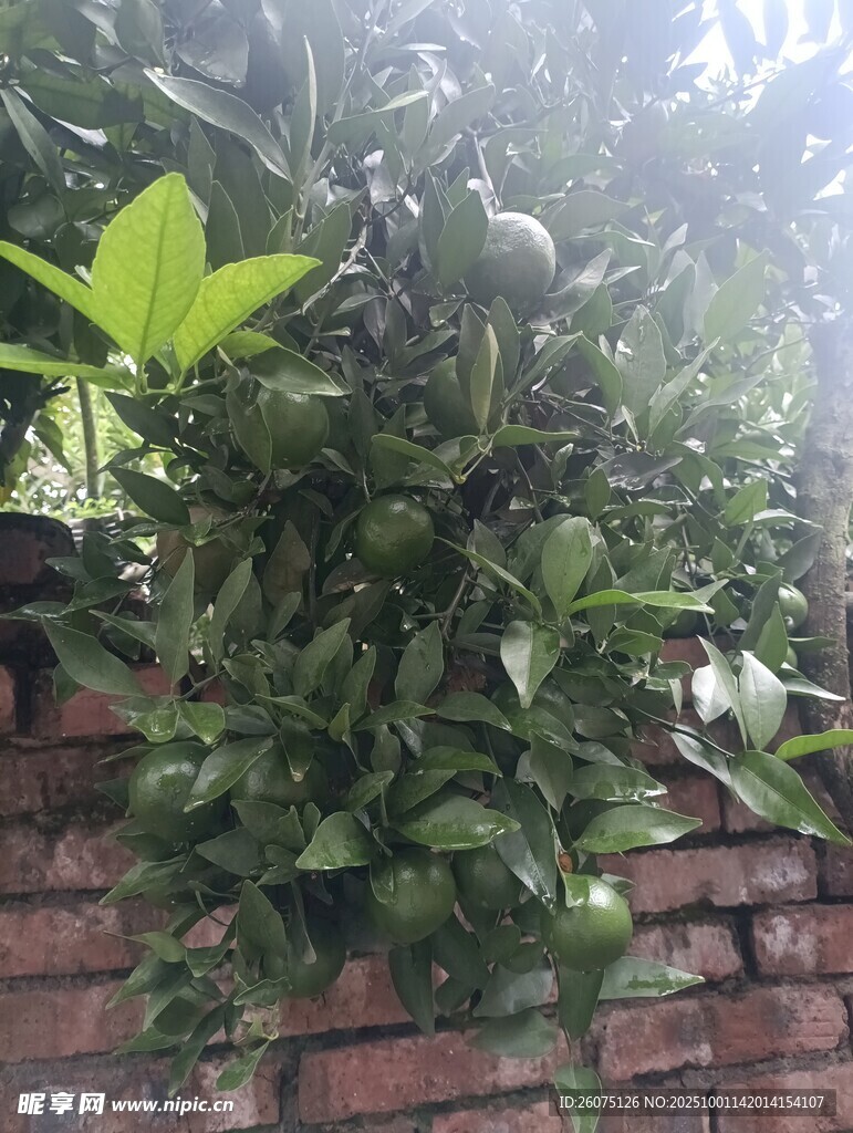 砖墙绿植自然生机的角落