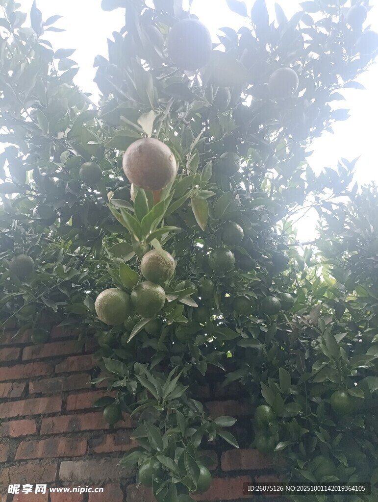 墙头绿植上的果实