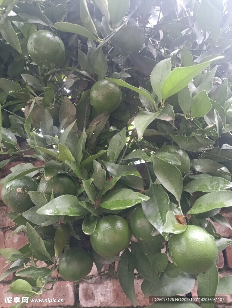 枝头挂满青绿色的柑橘