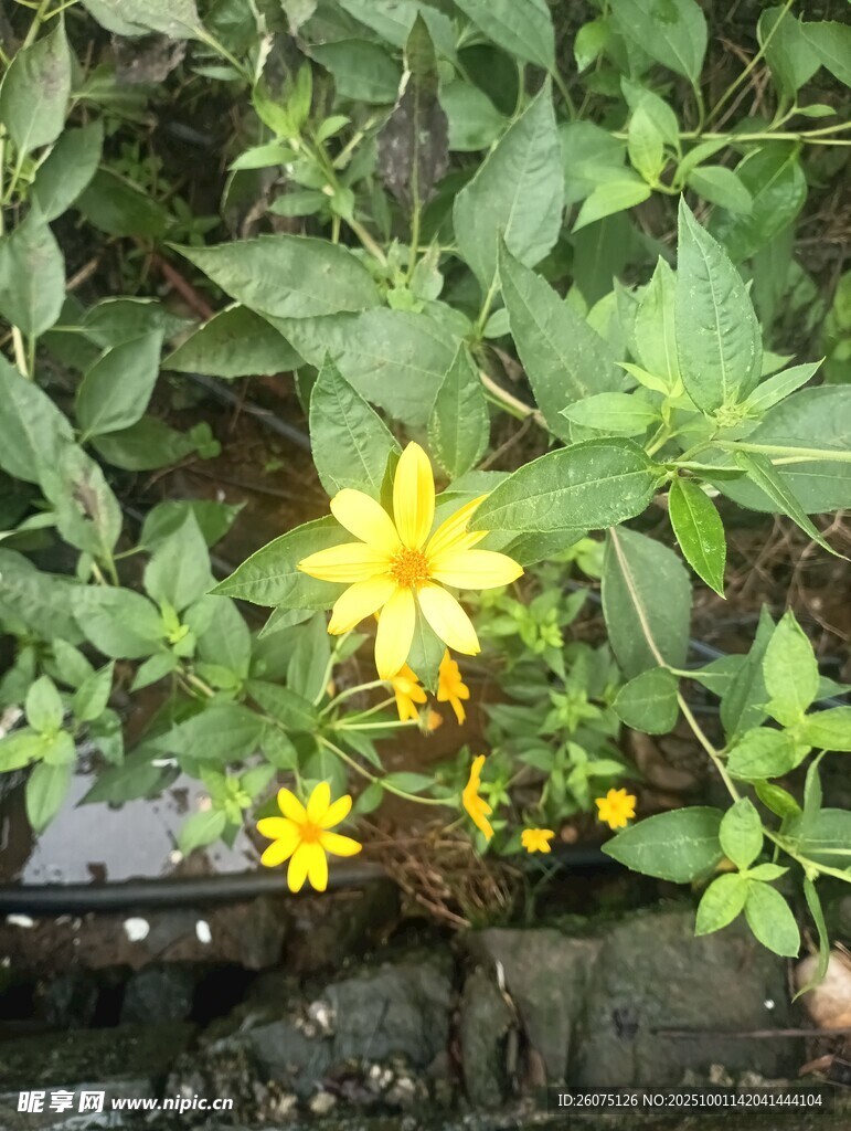 绿叶丛中的黄色小花