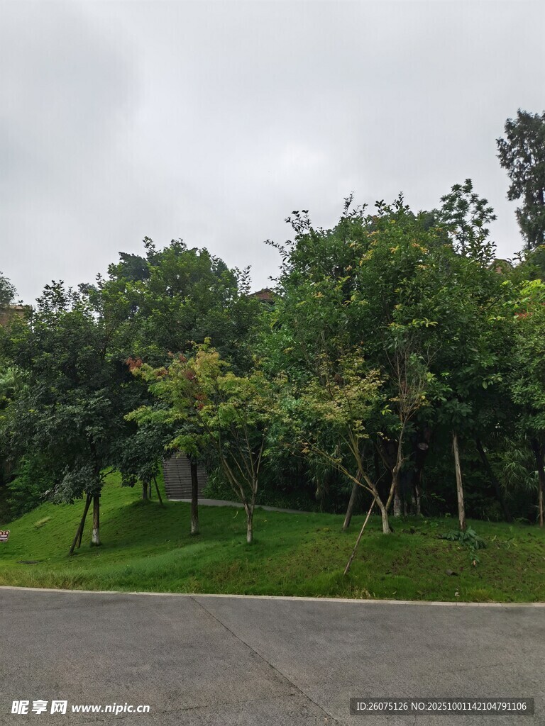 路边绿意盎然的树木景观