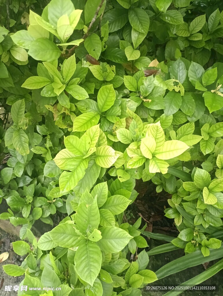 翠绿繁茂的植物景观