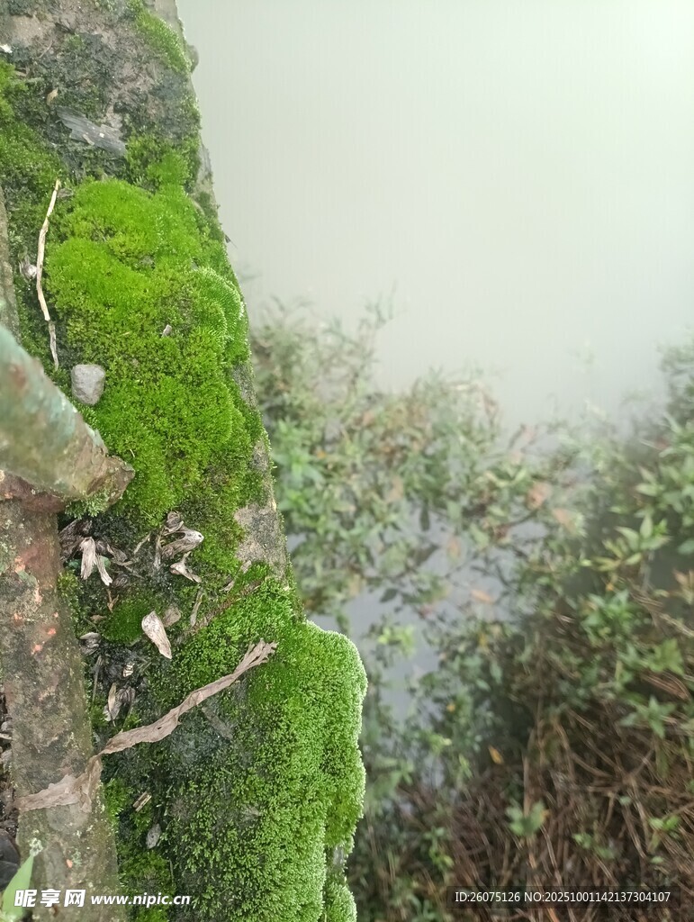 山间青苔覆盖的湿润景象