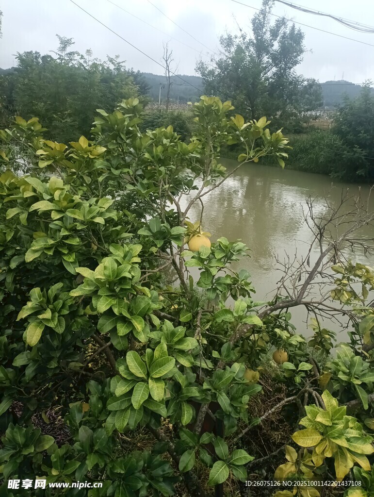 雨中繁茂绿植与积水景象