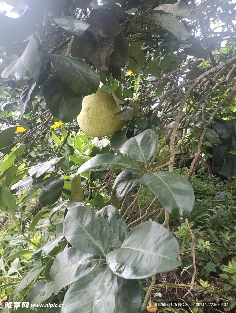 藤蔓间的黄色果实