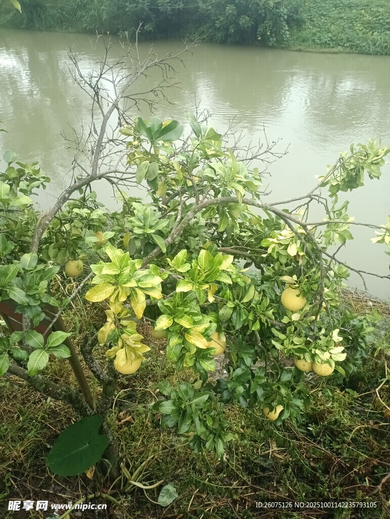水边繁茂绿植与黄色果实
