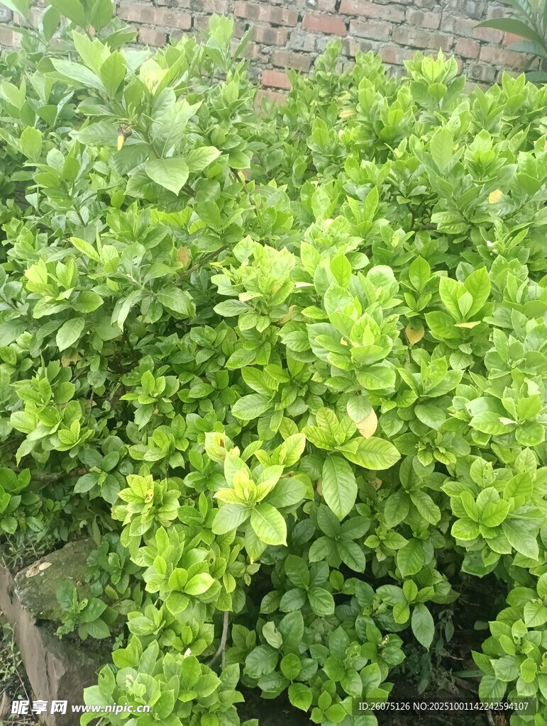 翠绿繁茂的灌木丛