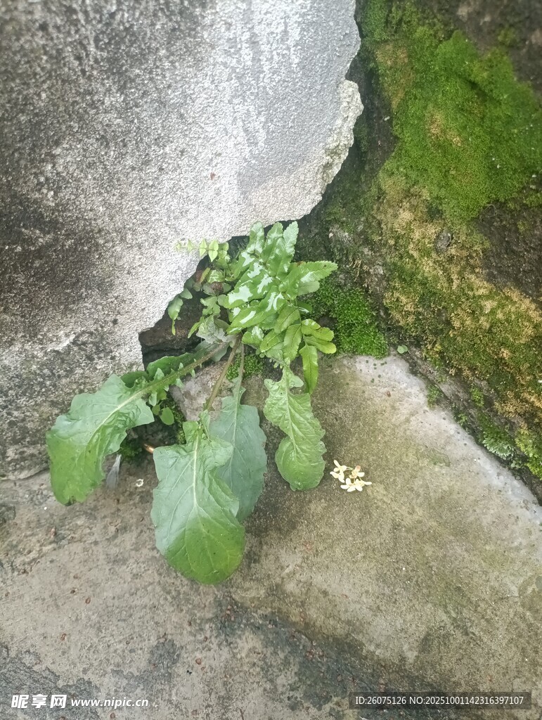 石缝中顽强生长的绿色植物