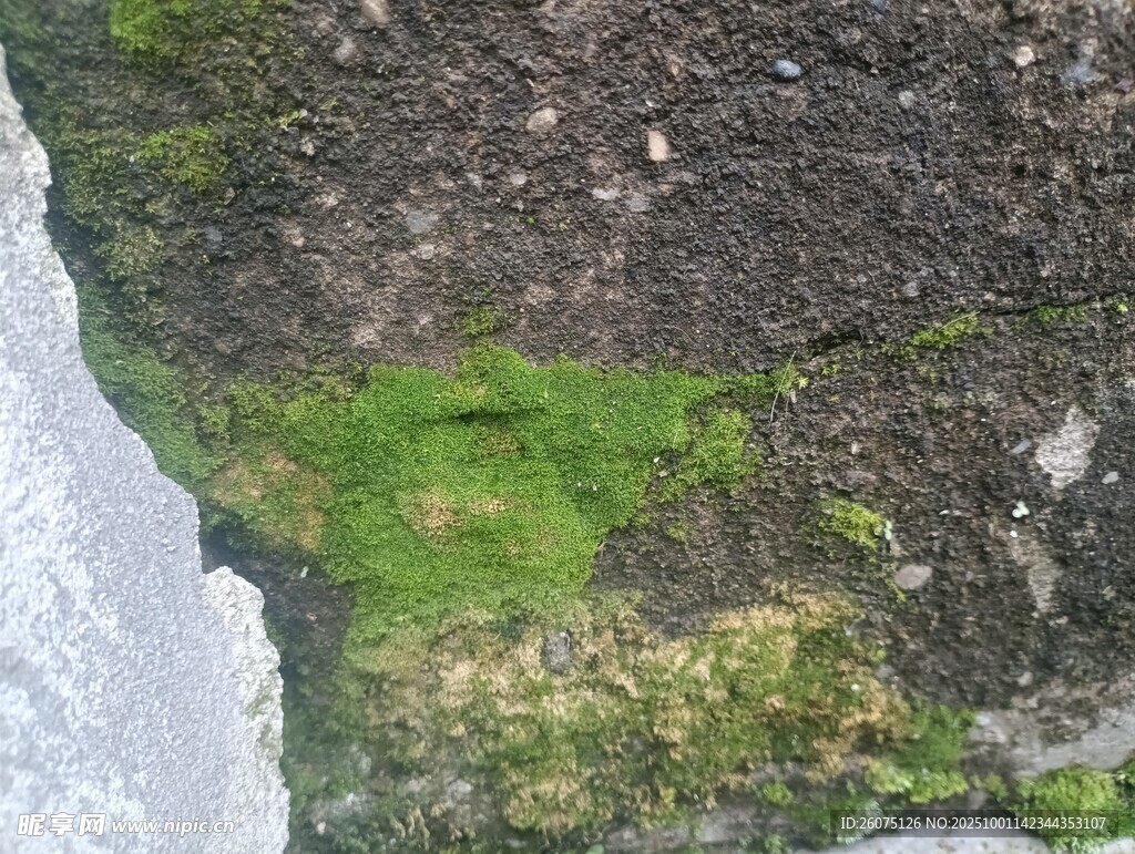 岩石上的翠绿苔藓