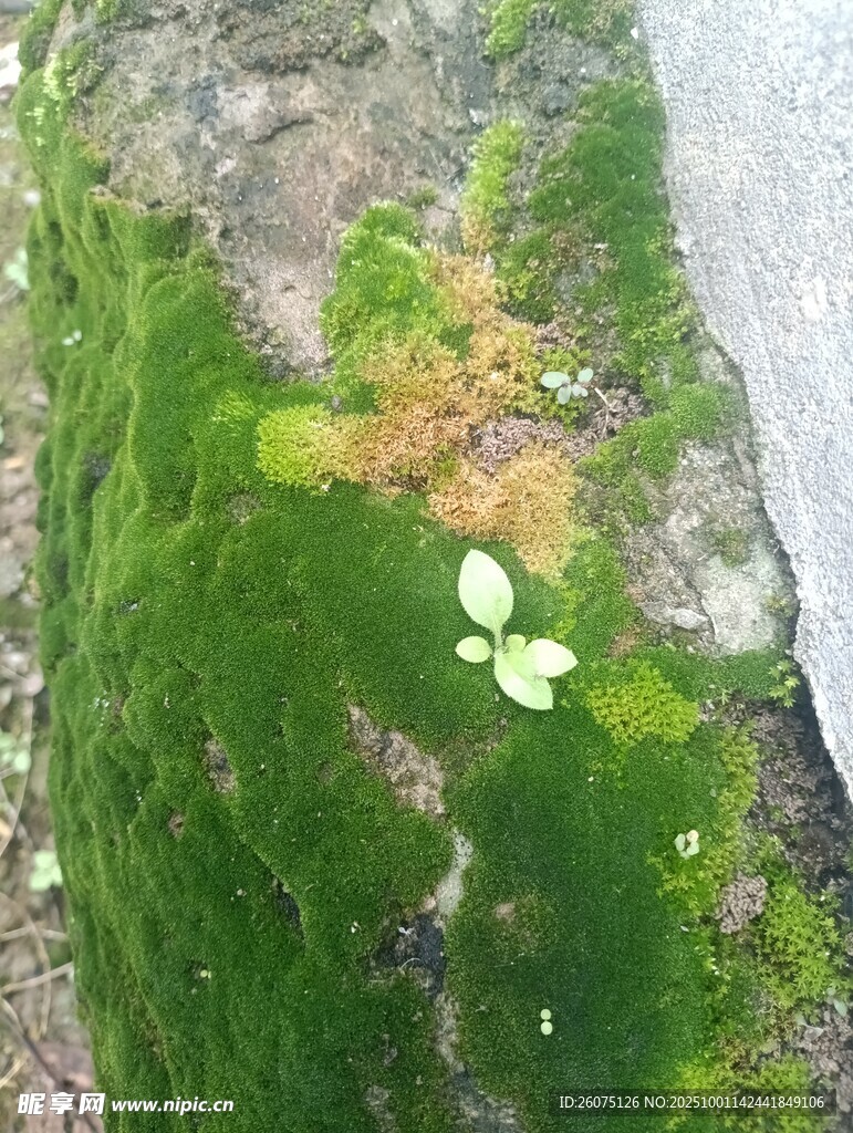 岩石上的翠绿苔藓与白花