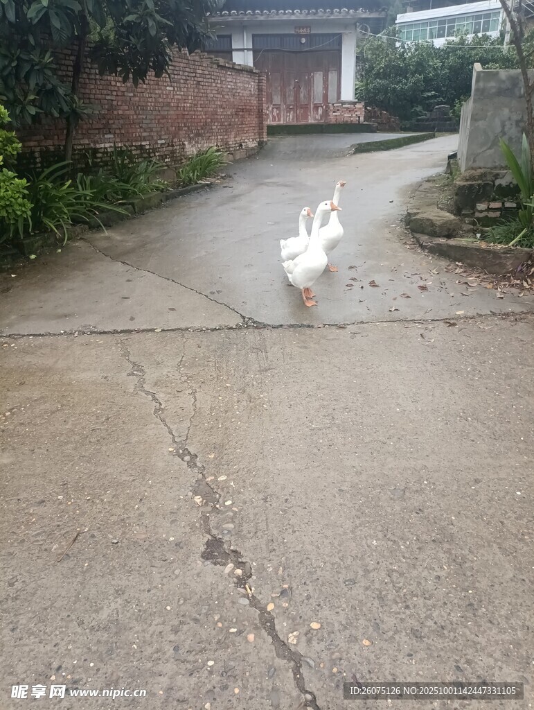 路上行走的大白鹅