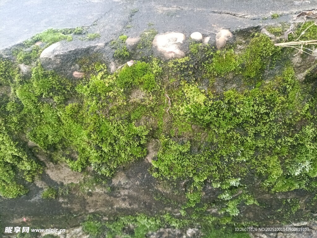 岸边翠绿繁茂的苔藓植物