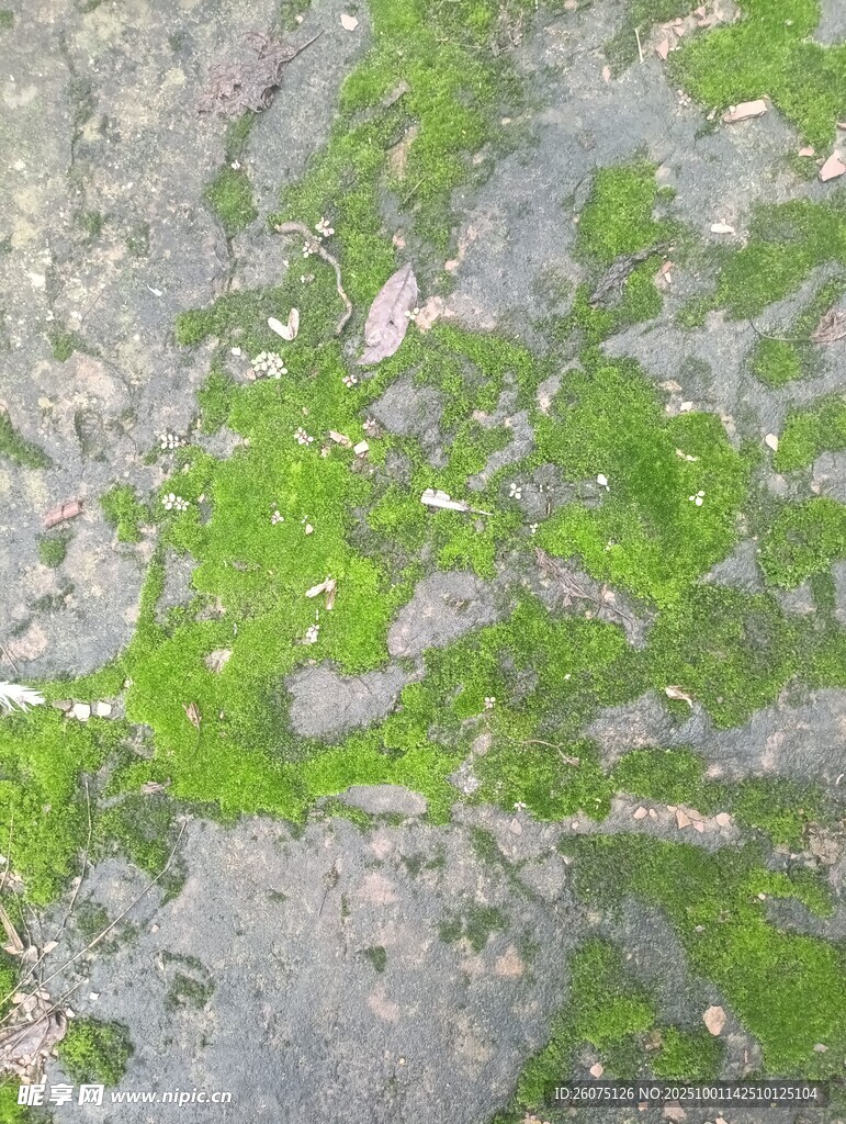 地面上的翠绿苔藓