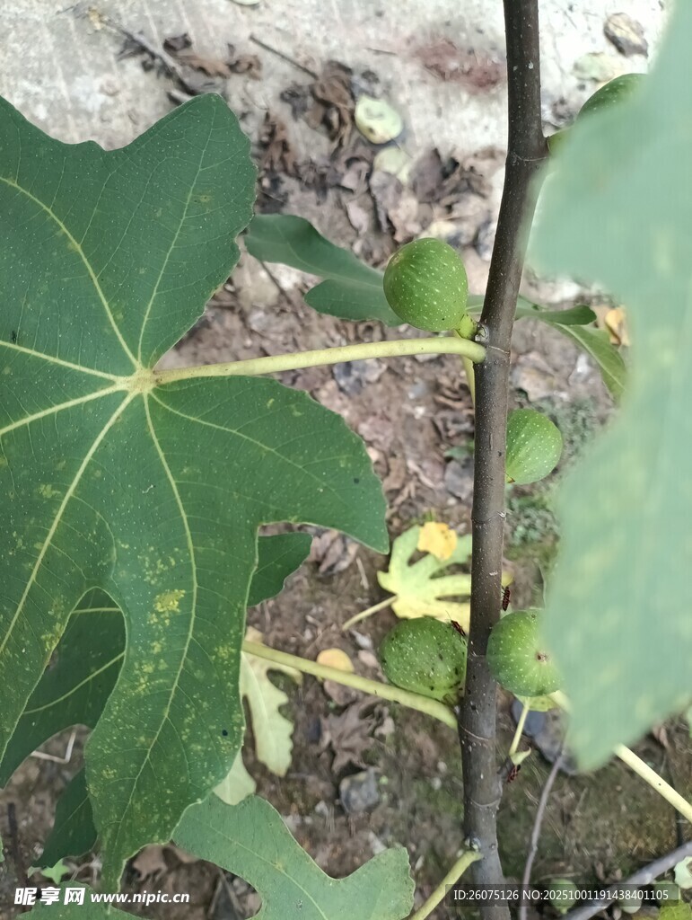 植物特写绿叶与茎干