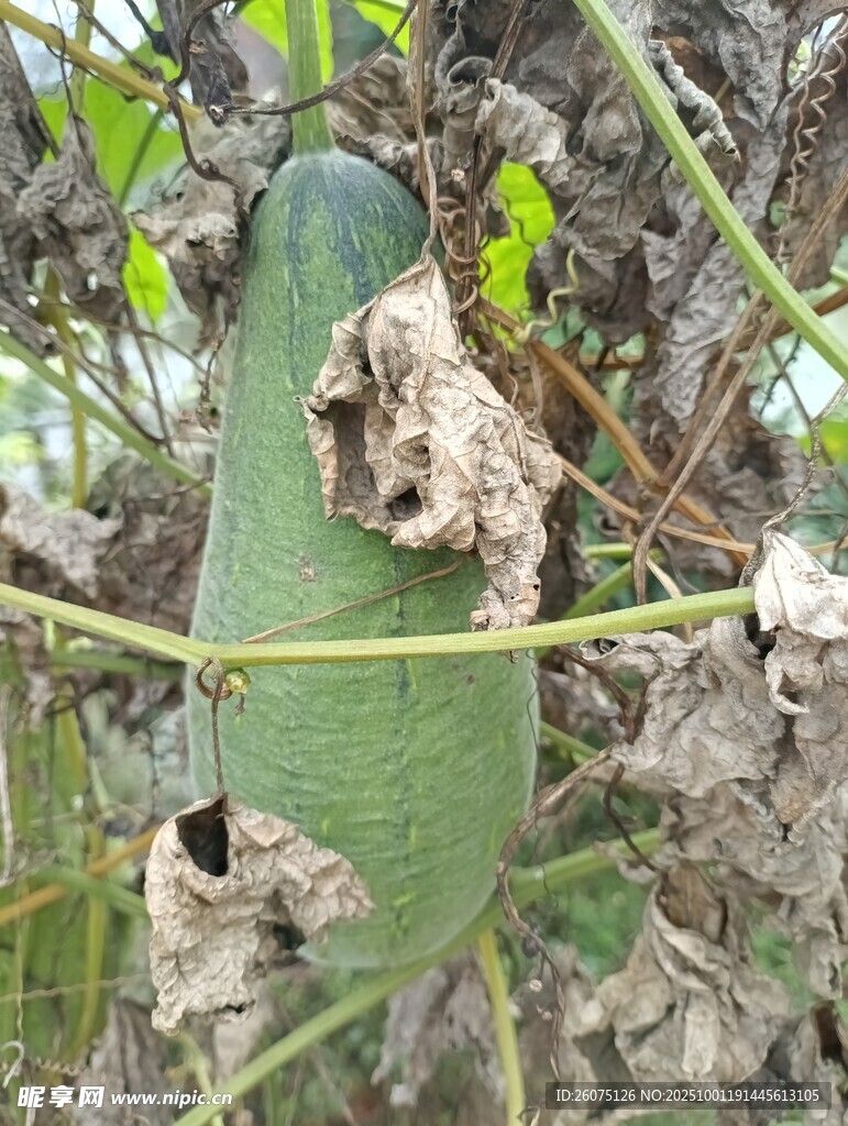 新鲜丝瓜枯叶与藤蔓