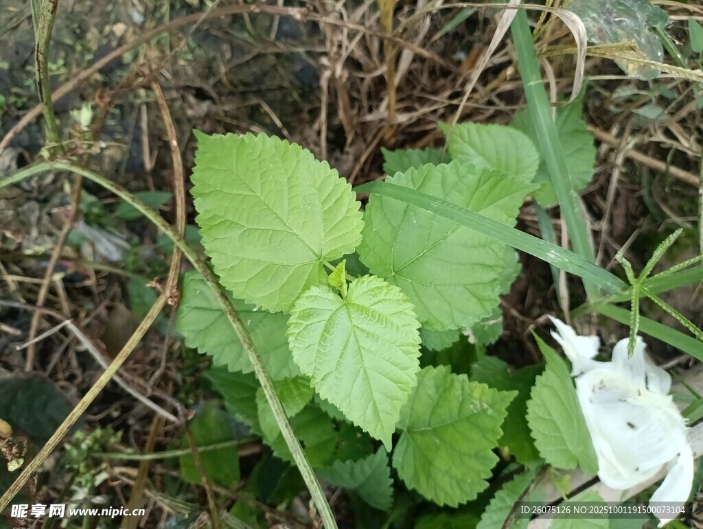 草丛中的嫩绿植物与白花