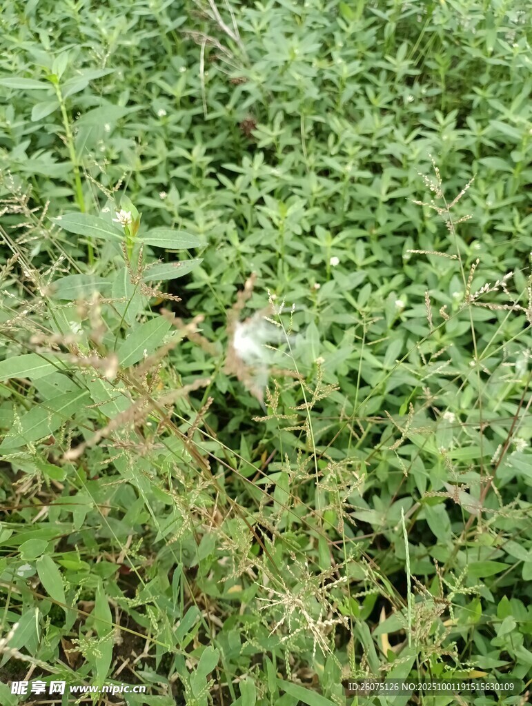 茂密绿植中的一抹白色