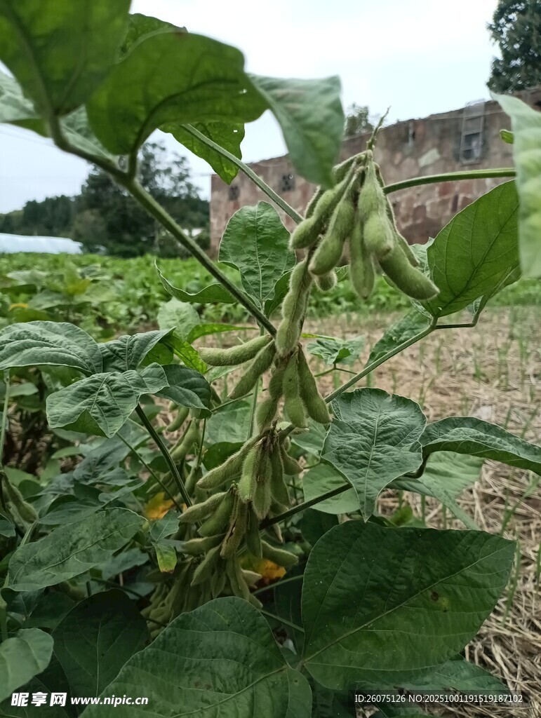 田间生长的茂盛豆角植株