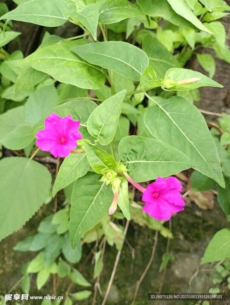 两朵艳丽的粉色牵牛花