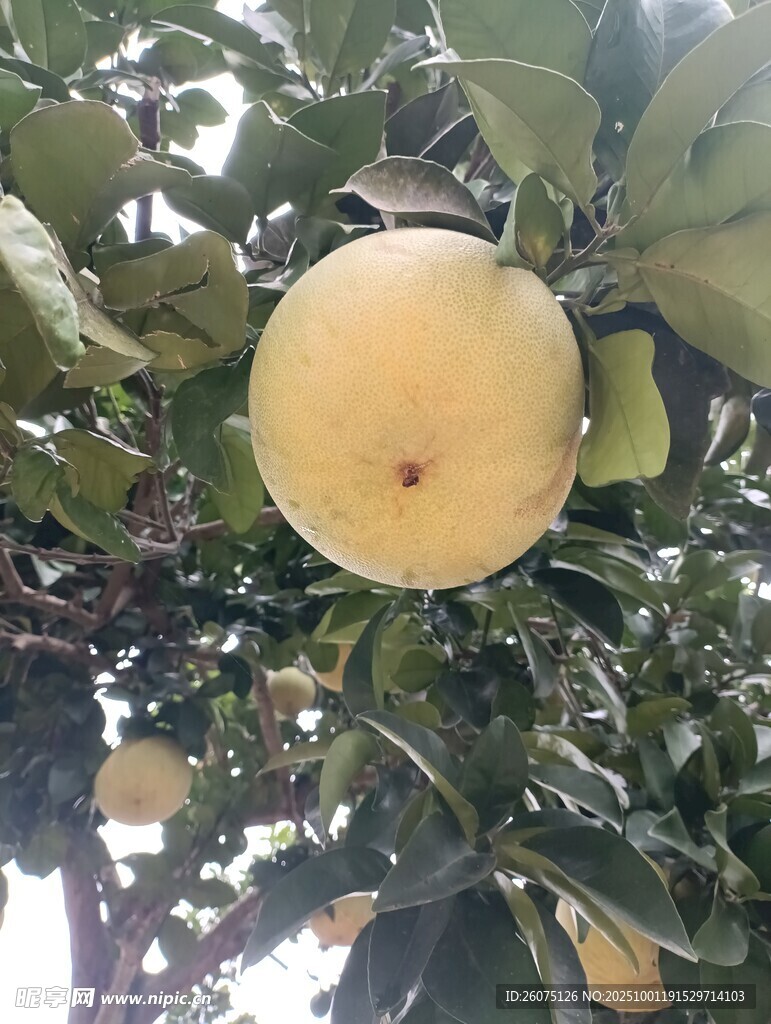 树上成熟的金黄柚子