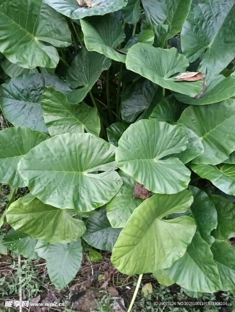 翠绿荷叶植物特写