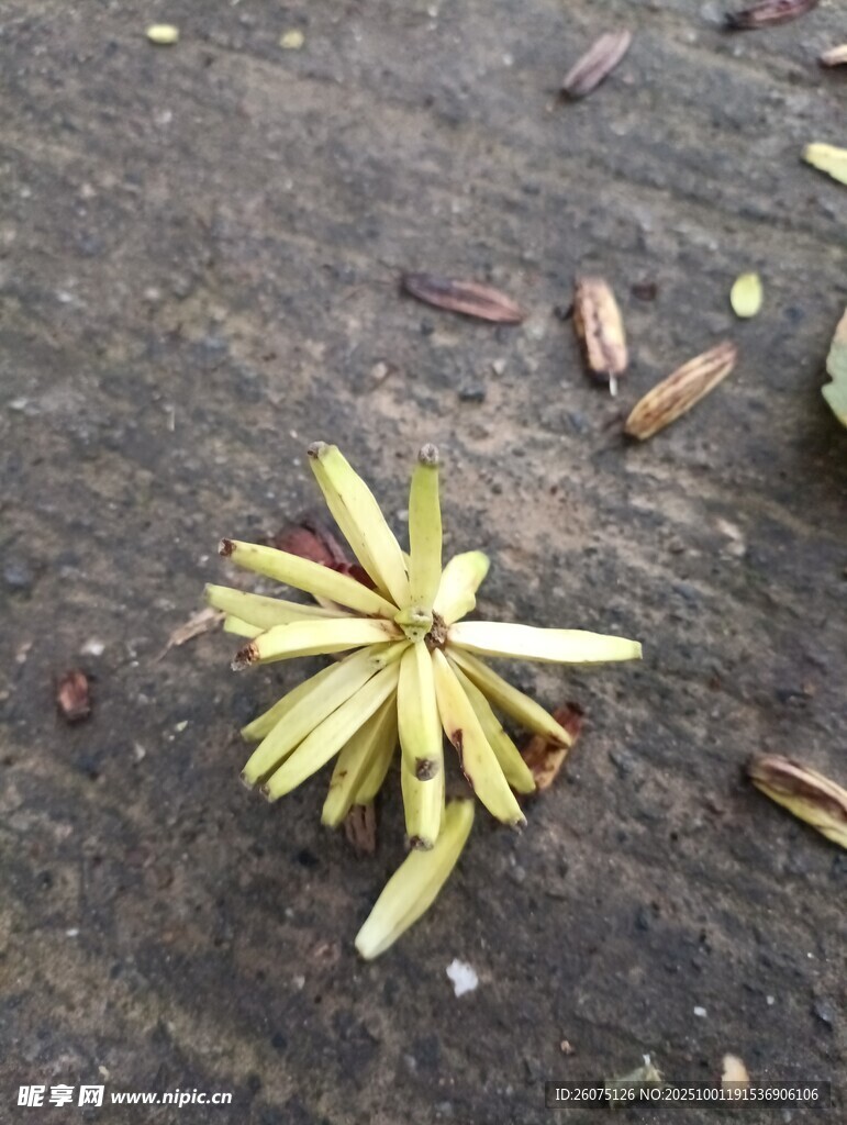 地面上的黄色花瓣