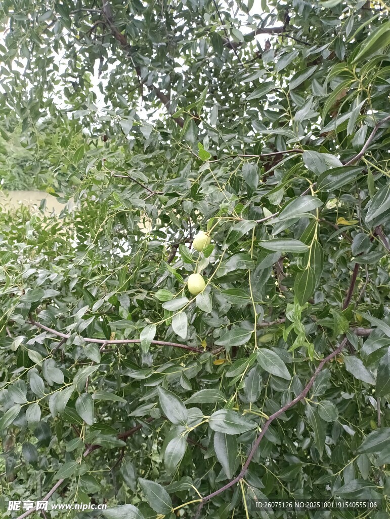 繁茂绿植生机盎然的景象